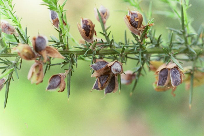 Gorse Weed What Is It