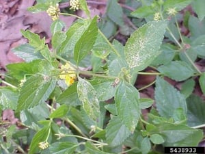 lantana-lace-bug-400x300