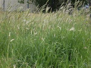 Feathertop-Rhodes-Grass