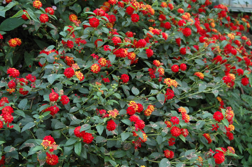 Red-and-yellow-lantana-flowers