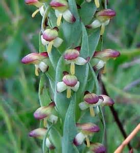 african-weed-orchid