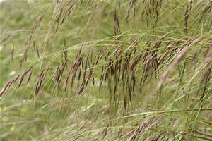 chilean-needle-grass